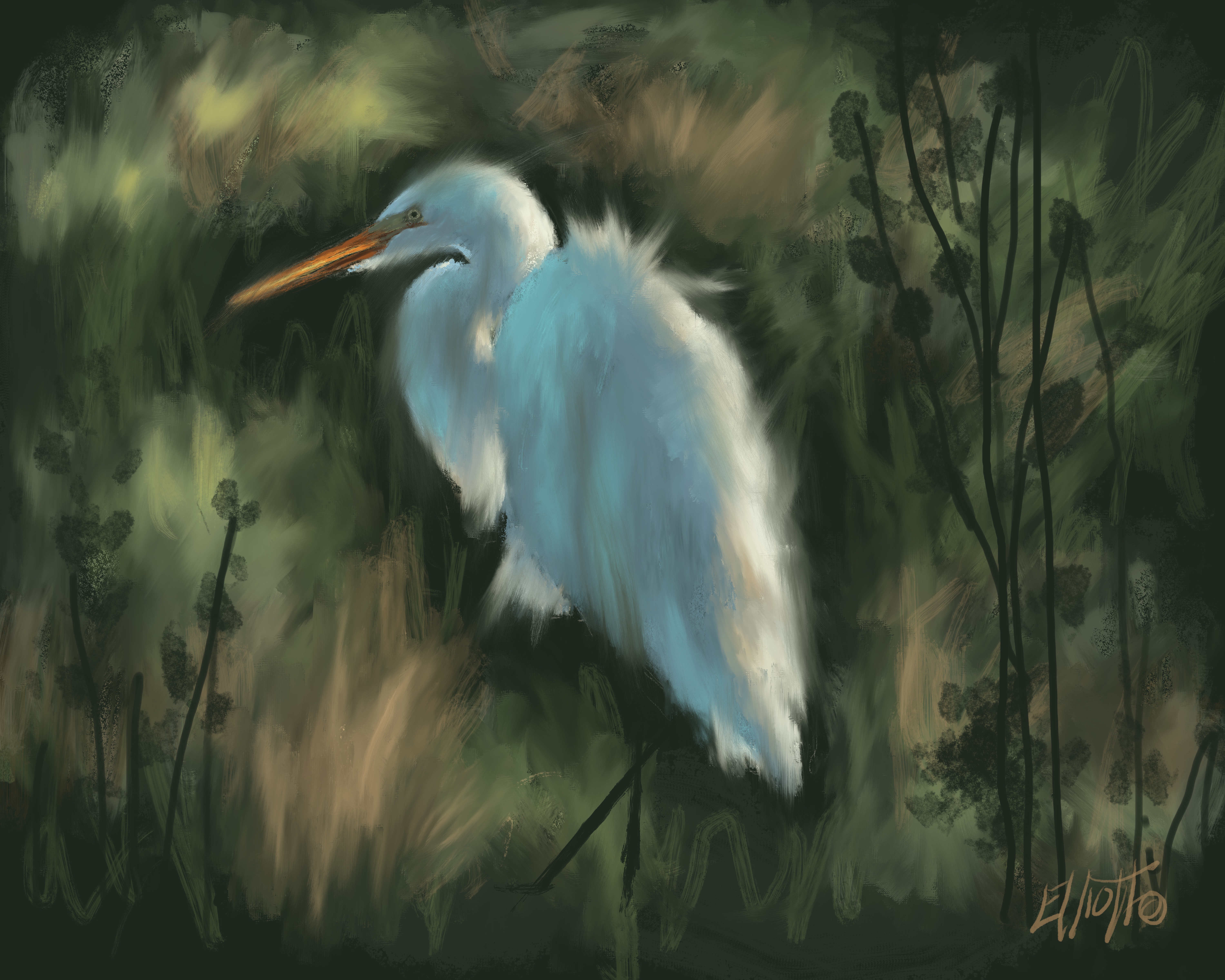 Egret, Evening Glow